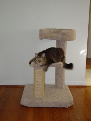 Click - Small Two Tier Cat Condo